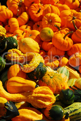 Pumpkins and gourds