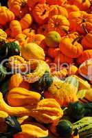 Pumpkins and gourds