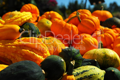 Pumpkins and gourds