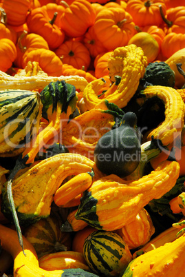 Pumpkins and gourds