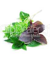 Assorted basil herbs