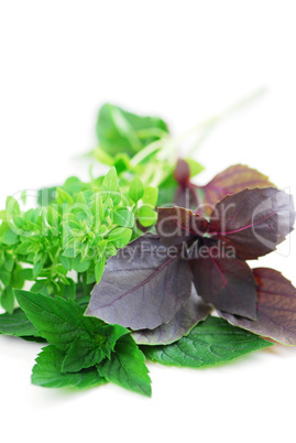 Assorted basil herbs