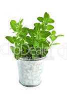 Fresh herbs - oregano