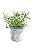 Fresh herbs - rosemary