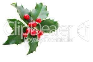 Christmas Holly