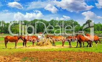 Horses at the ranch