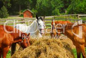 Horses at the ranch