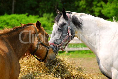 Horses at the ranch