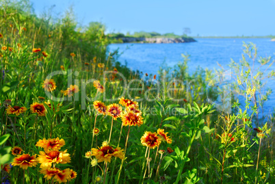 Wild flowers on seashore