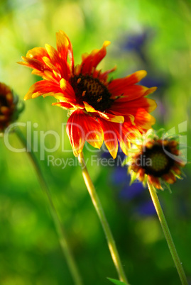 Indain blanket flowers