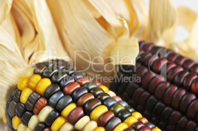 Indian corn