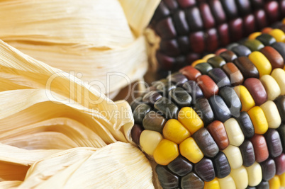 Indian corn