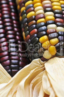 Indian corn