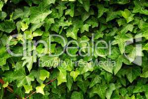 Green ivy background