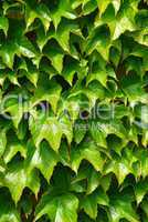 Green ivy