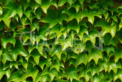 Green ivy background