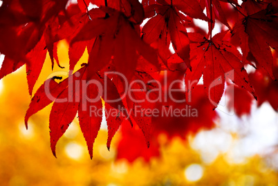 Fall leaves background