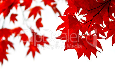 Fall leaves background