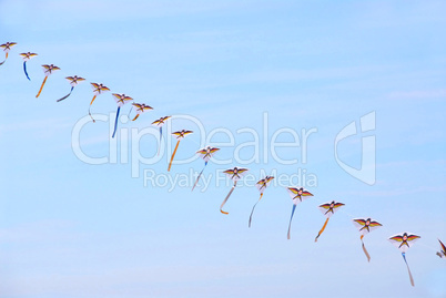 Kites in the sky