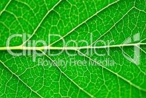 Green leaf macro