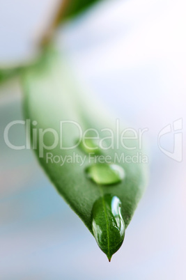 Green leaf with water drops