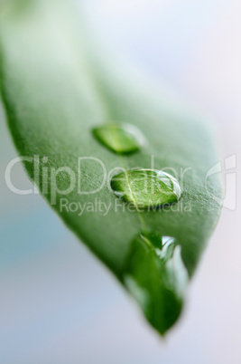 Green leaf with water drops