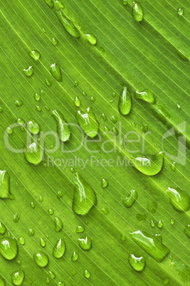 Green leaf background with raindrops