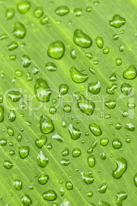 Green leaf background with raindrops