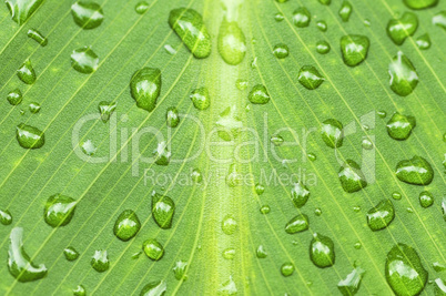 Green leaf background with raindrops