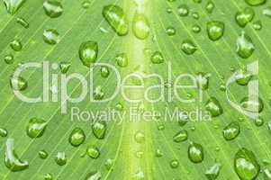 Green leaf background with raindrops