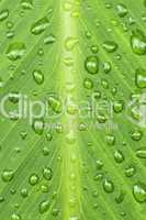 Green leaf background with raindrops