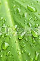 Green leaf background with raindrops