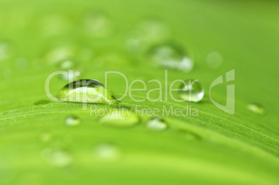 Green leaf background with raindrops