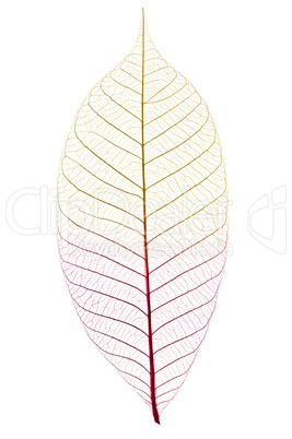 Skeleton leaf