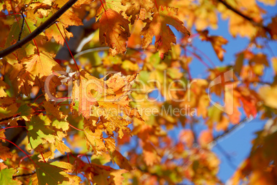 Fall maple leaves