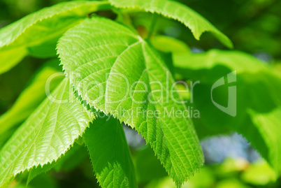 Green leaves