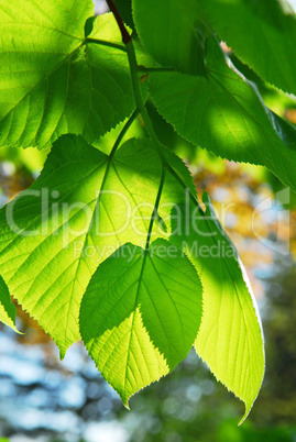 Green leaves