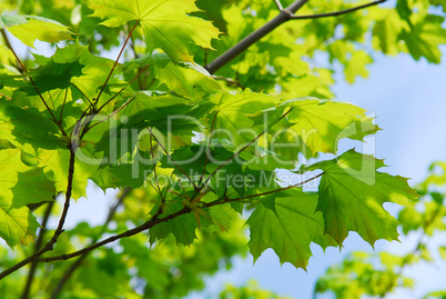 Green leaves