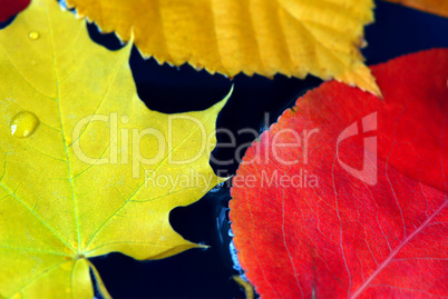 Fall leaves in water