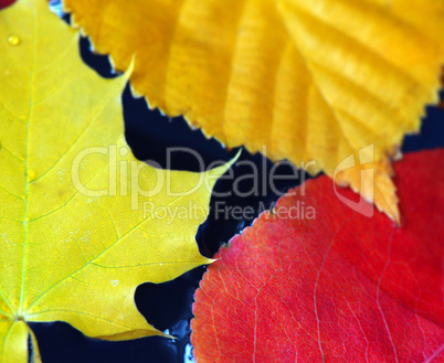 Fall leaves in water