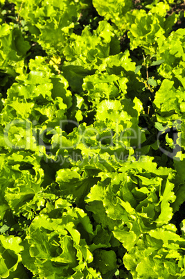 Lettuces growing in a garden