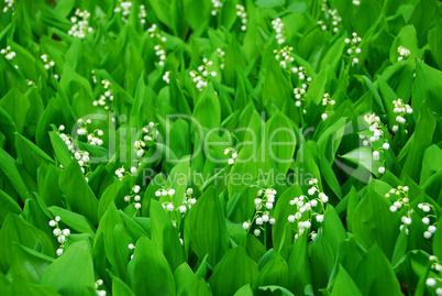 Lily-of-the-valley