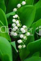 Lily-of-the-valley closeup