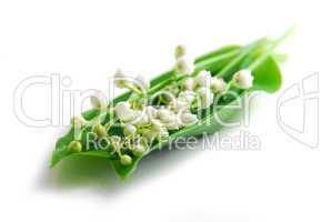 Lily-of-the-valley on white