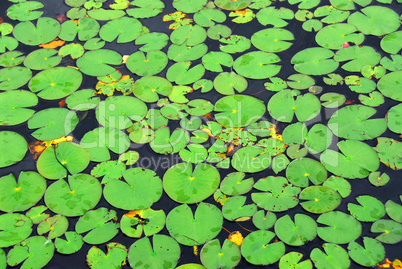 Lily pads background