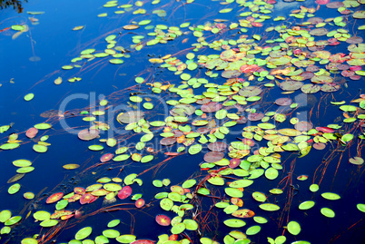 Lily pads