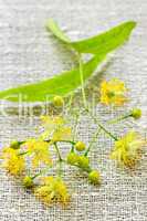 Linden flower