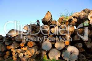 Wood logs