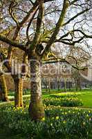 Daffodils in St. James's Park