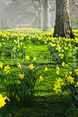Daffodils in St. James's Park